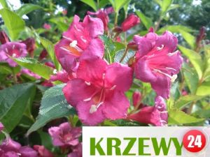 GK Krzewuszka cudowna weigela red prince 120-140 cm.